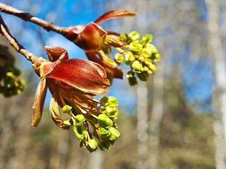 Image showing maple flowers 