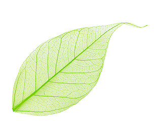 Image showing decorative skeleton leaf