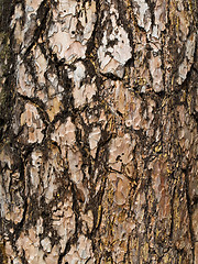 Image showing bark background