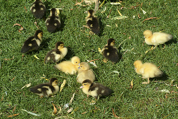 Image showing Young chicks on grass