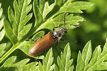 Image showing Small Brown Beetle