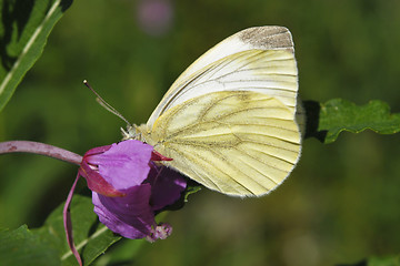 Image showing Butterfly On a Wild Flower