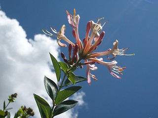 Image showing Summer flowers against the blue sky