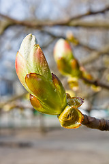 Image showing Bud of horse chestnut tree