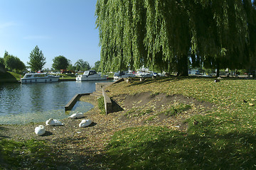 Image showing Swans preening by riverside at Ely, Cambridgeshire, UK. River Cam.