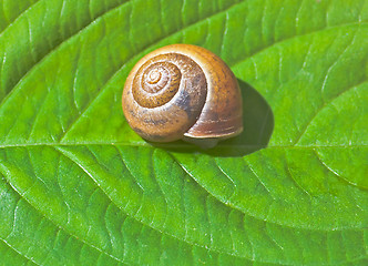 Image showing Garden snail on a leaf
