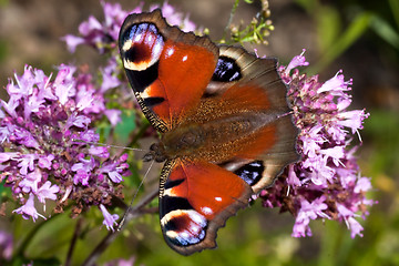 Image showing Inachis io