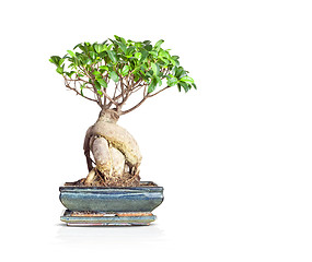 Image showing bonsai