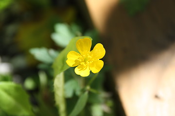 Image showing flower