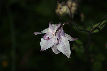 Image showing flower