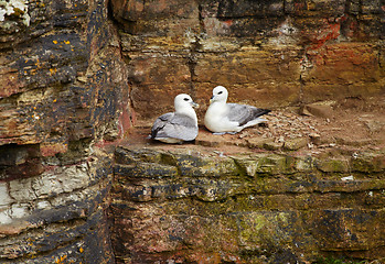 Image showing Birds rookery