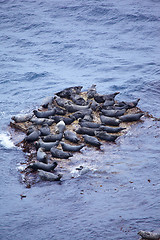 Image showing Grey Seal rookery