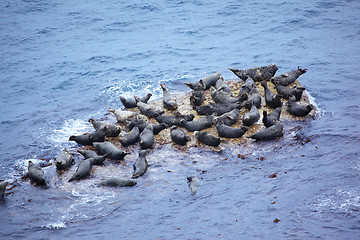 Image showing Grey Seal rookery