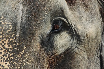 Image showing Elephant