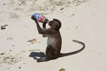 Image showing pepsi monkey