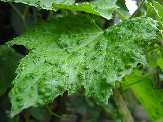 Image showing Plant Pests