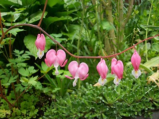 Image showing Garden flowers