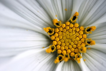 Image showing sonata cosmos white