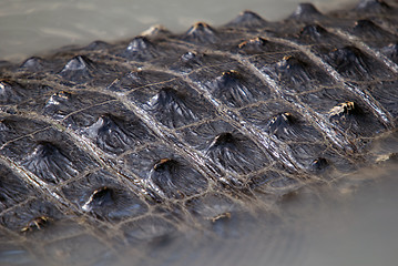 Image showing Crocodile skin