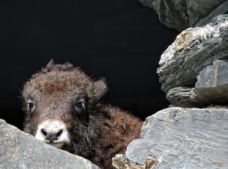 Image showing Baby yak