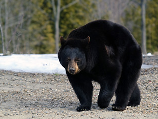 Image showing Black bear