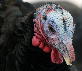 Image showing Wild Turkey