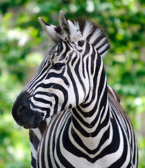 Image showing Zebra