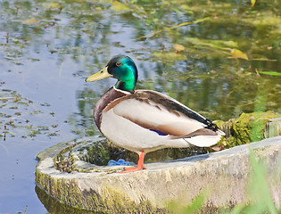 Image showing Mallard drake on the lake