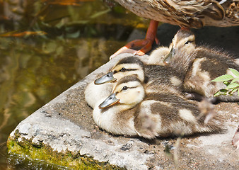 Image showing Wild ducklings