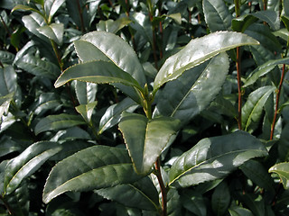 Image showing Green Tea Plant