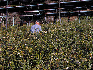 Image showing Fertilizing The Tea Culture