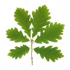 Image showing Oak Leaf Sprig