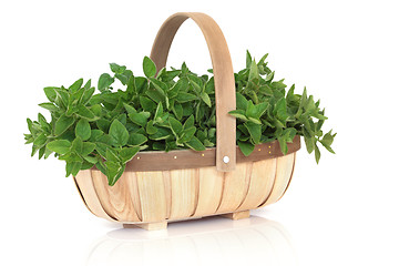 Image showing Oregano Herb Basket