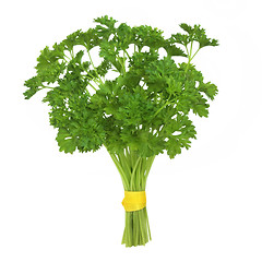 Image showing Parsley Herb Plant