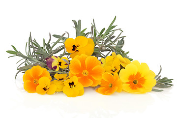 Image showing Lavender Herb and Viola Flowers