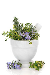 Image showing Rosemary and Thyme Herbs