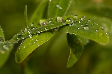 Image showing raindrops