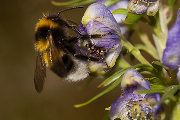 Image showing bumble bee 