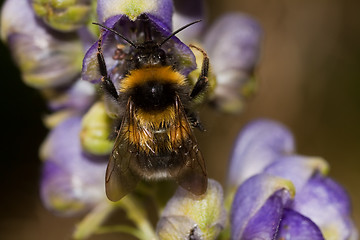 Image showing Bumble bee