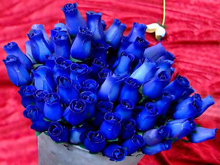 Image showing Deep blue roses