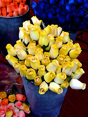 Image showing Yellow rouses