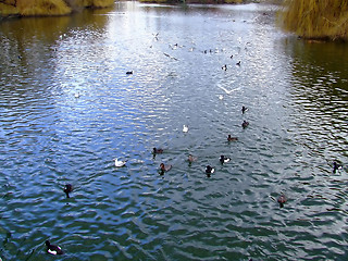 Image showing Ducks in a lake