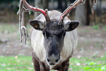 Image showing Caribou