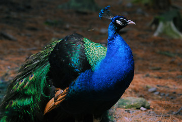 Image showing Indian Peafowl