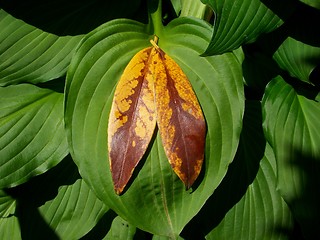 Image showing Fallen yellow-brown leaves on the background of a large green leaf