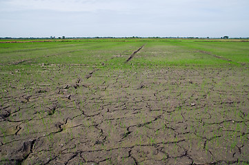 Image showing Dried out rice paddy fields in Thailand