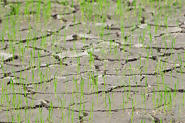 Image showing Rice seedlings in a cracked, dried out paddy field