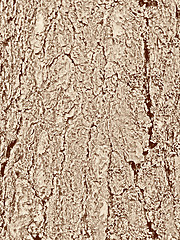 Image showing Tree bark texture background 