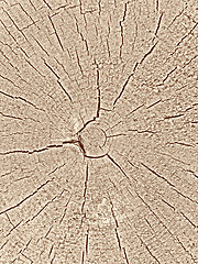 Image showing Texture of old wood cut background 