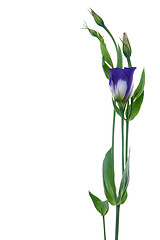 Image showing Beautiful violet flower